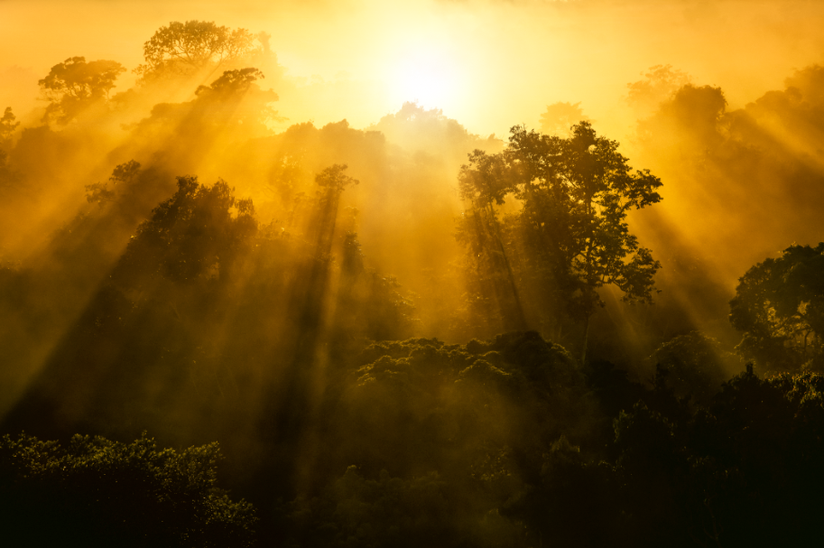 Natura reafirma su compromiso con el cuidado de la selva amazónica |  MAGAZINE DIGITAL